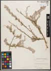 Foto von Salix wilhelmsiana M. Bieb.